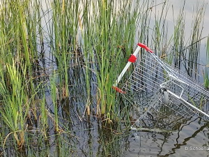 Einkaufswagen im Wasser